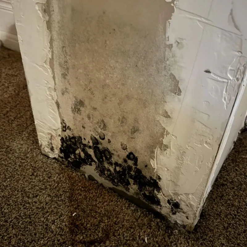 Professional Mold Removal in Lincoln County, NC